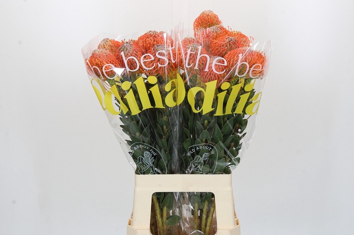 <h4>Nutans Ayoba Orange</h4>
