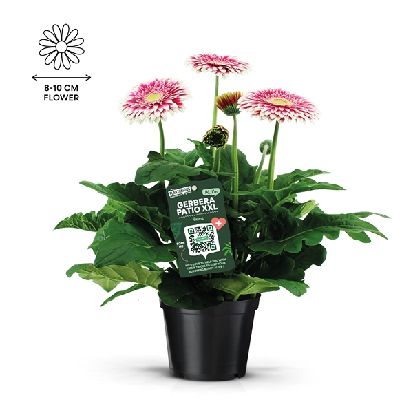 <h4>Gerbera Patio XXL Roze</h4>