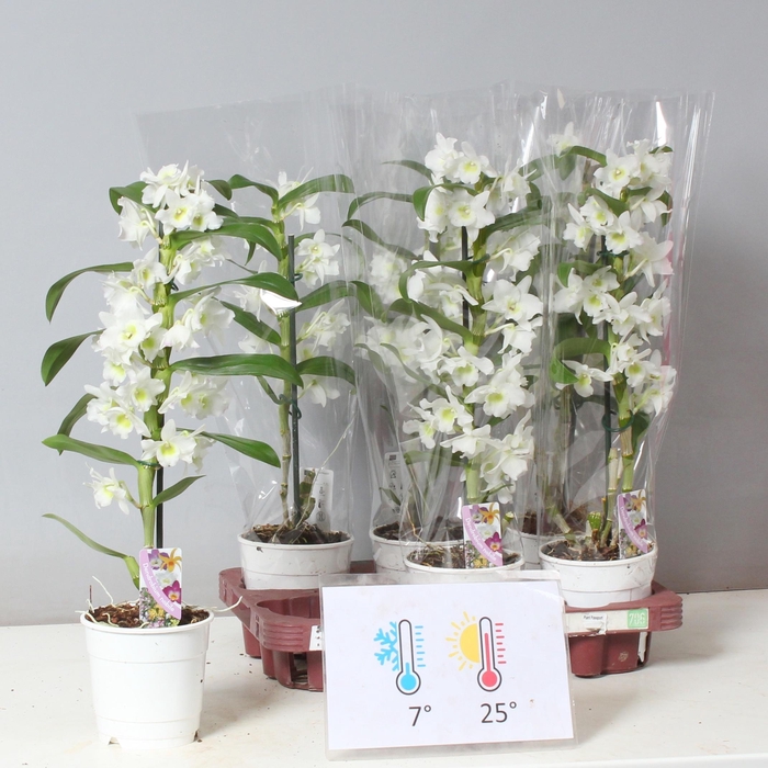 <h4>DEND NOBILE</h4>