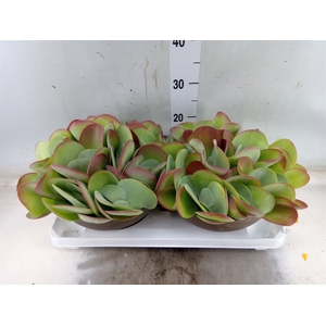 Kalanchoe NF thyrsiflora