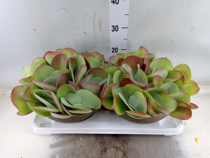 <h4>Kalanchoe NF thyrsiflora</h4>