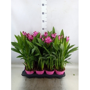 Curcuma alism. 'Siam Splash'
