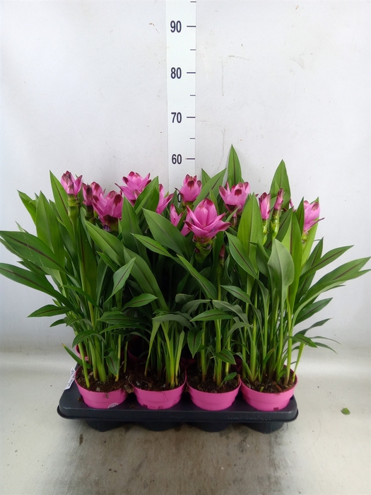 <h4>Curcuma alism. 'Siam Splash'</h4>