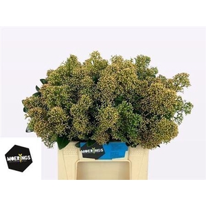 Skim J Snow White Bs 45cm