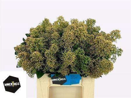 <h4>Skimmia J Snow White Bs</h4>