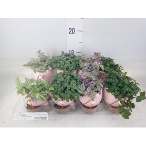 Arr.   Kamerplant Groen L%