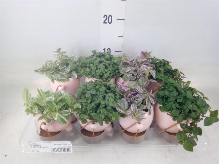 <h4>Arr. Kamerplant Groen L%</h4>