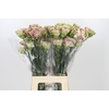 Dianthus St Winecover