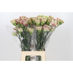 Dianthus St Winecover
