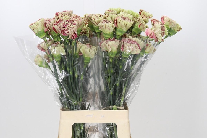 <h4>Dianthus St Winecover</h4>