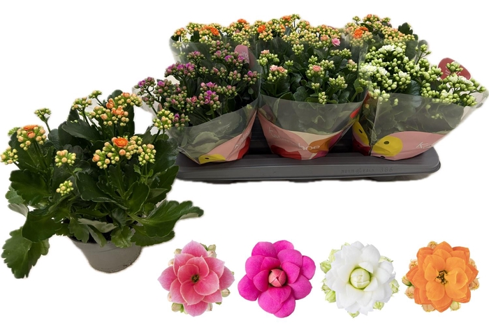 <h4>KAL GE RF GEM 4 KL</h4>