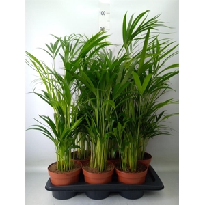 Dypsis lutescens   ...Chrysalidoca