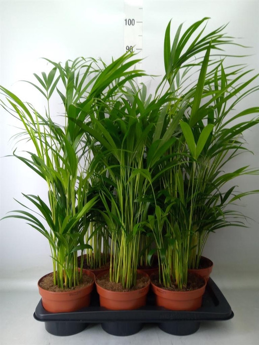 <h4>Dypsis lutescens   ...Chrysalidoca</h4>