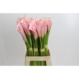 Zantedeschia Eydolls Pink