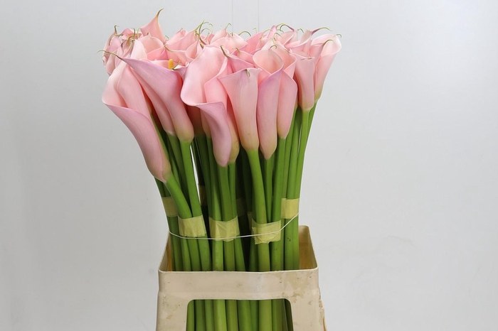 <h4>Zantedeschia Eydolls Pink</h4>