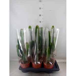 Euphorbia acrurensis