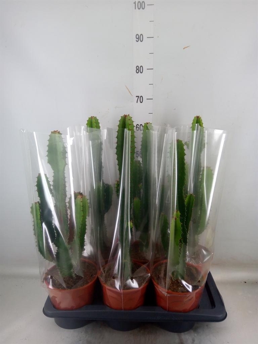 <h4>Euphorbia acrurensis</h4>