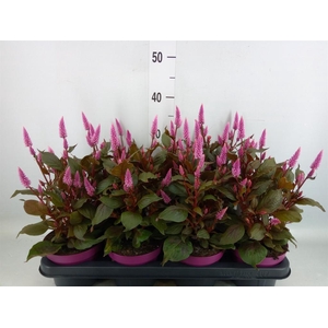 Celosia spic. 'Wild Pink'