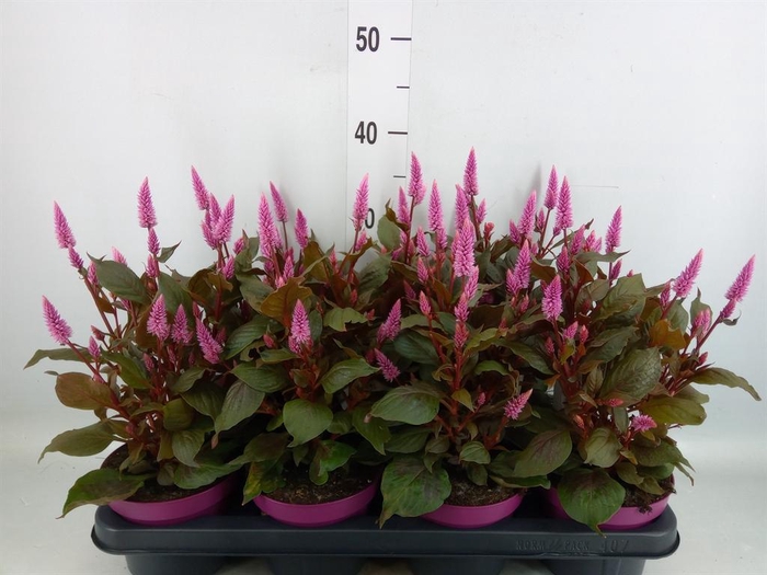 <h4>Celosia spic. 'Wild Pink'</h4>