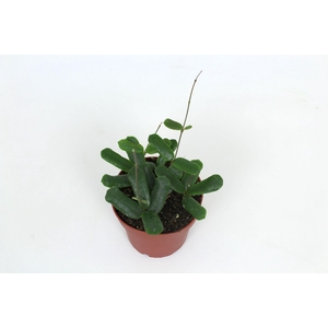 Hoya Rotundiflora 12 cm