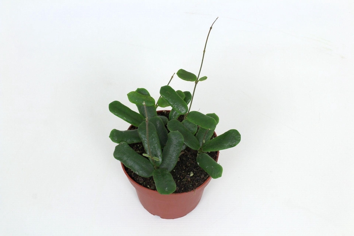 <h4>Hoya Rotundiflora 12 cm</h4>