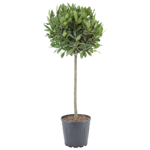 Laurus nobilis Bol op stam