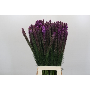 Liatris Callilepis