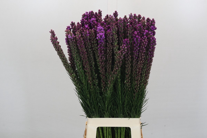 <h4>Liatris Callilepis</h4>
