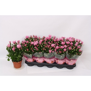 CHRYS BREEZE PINK
