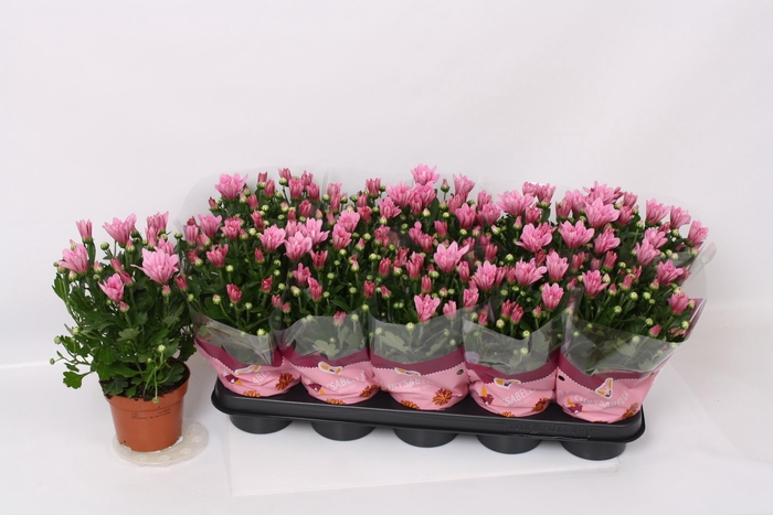 <h4>CHRYS BREEZE PINK</h4>