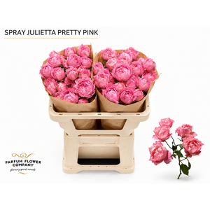 Rosa Spray Garden Julietta Pretty Pink