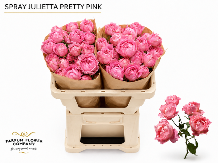 <h4>Rosa Spray Garden Julietta Pretty Pink</h4>
