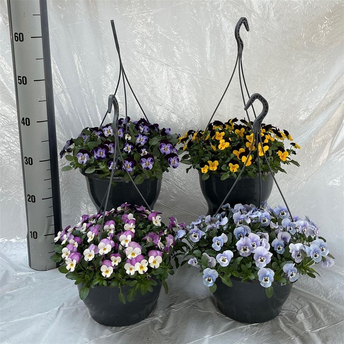 Vio Co Mixk In Hangpot