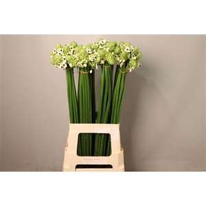 Ornithogalum Saundersiae