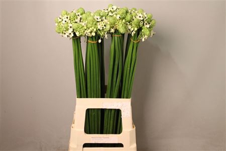 <h4>Ornithogalum Saundersiae</h4>