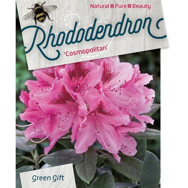 <h4>Rhodo. 'Cosmopolitan' pink</h4>