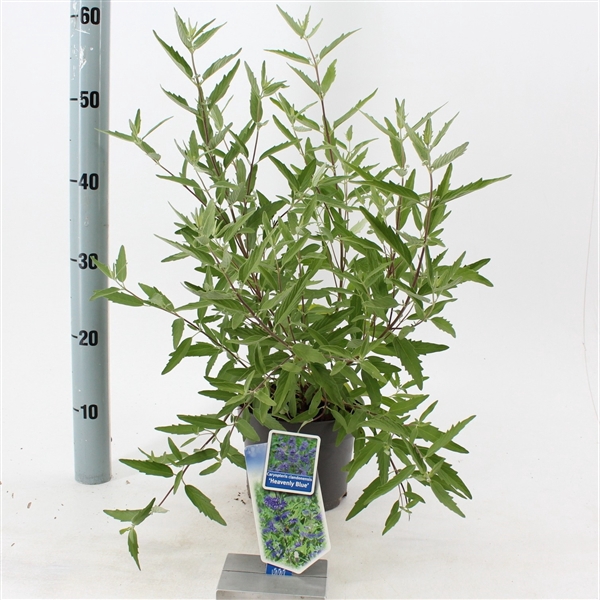 <h4>Caryopteris cland. 'Heavenly Blue'</h4>