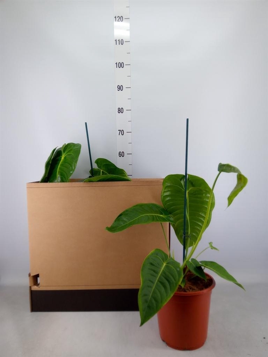 <h4>Anthurium   ...</h4>