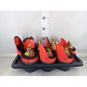 Hippeastrum GA 'Monaco'