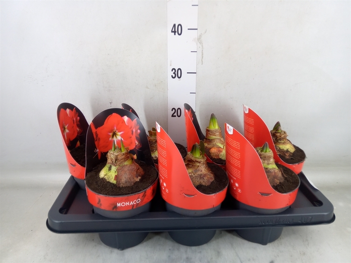 <h4>Hippeastrum GA 'Monaco'</h4>