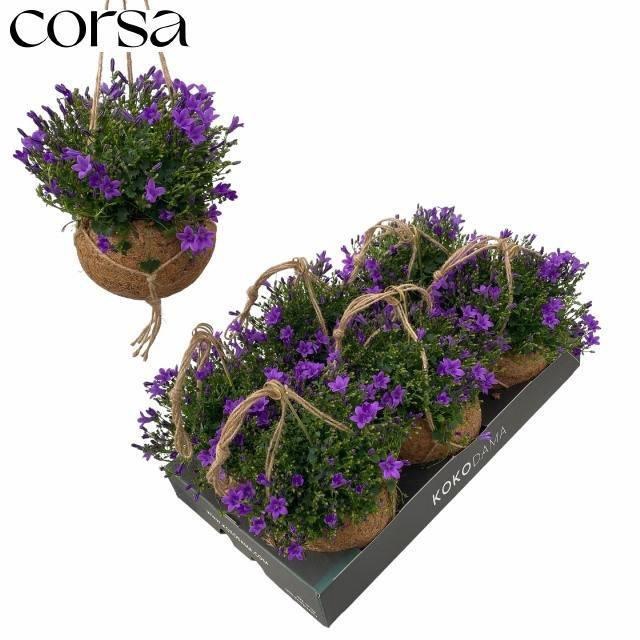 <h4>CAMP PORTENSCHLAGIAN</h4>