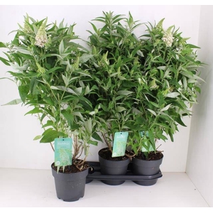 BUDD BFC LITTL WHITE