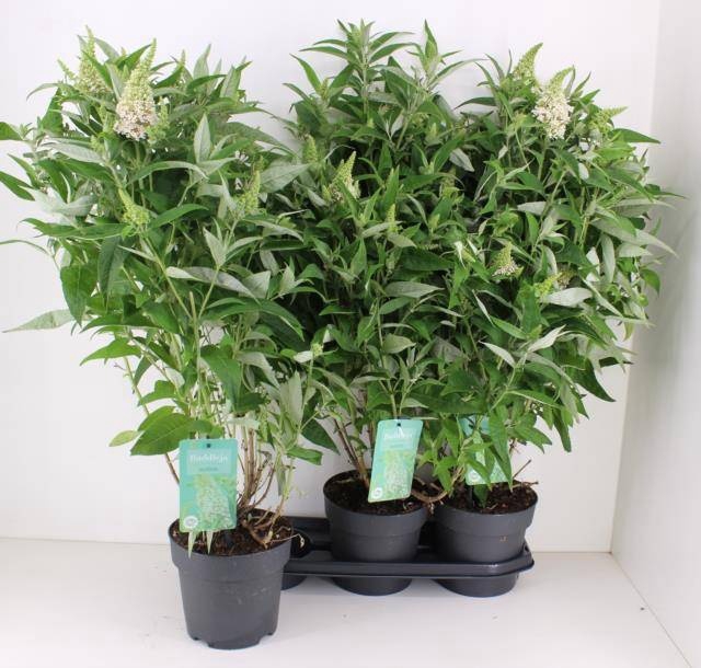 <h4>BUDD BFC LITTL WHITE</h4>
