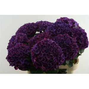 Hydr M Mon Amour Purple 80-20