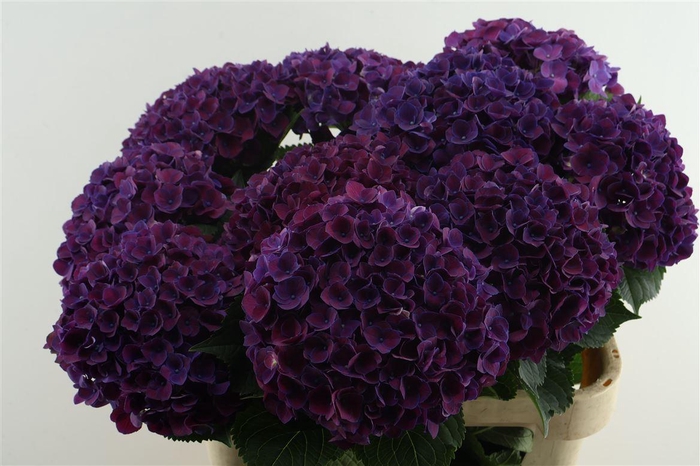 <h4>Hydr M Mon Amour Purple 80-20</h4>