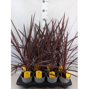 Cordyline austr. 'Red Star'