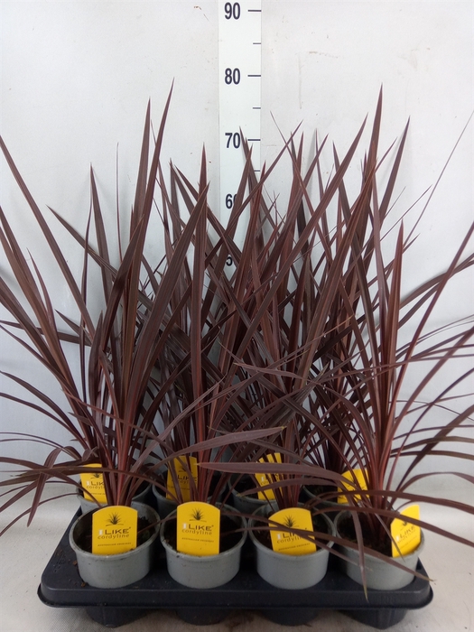 <h4>Cordyline austr. 'Red Star'</h4>