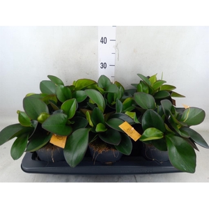 Peperomia clusiifolia 'Red Margin'