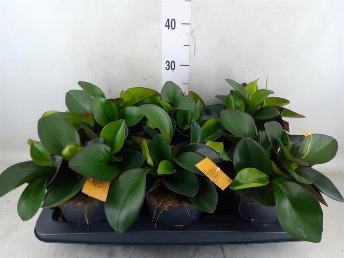 <h4>Peperomia clusiifolia 'Red Margin'</h4>