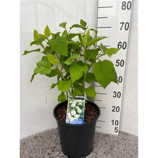 <h4>Hydrangea arb. Annabelle 60-70 P28</h4>